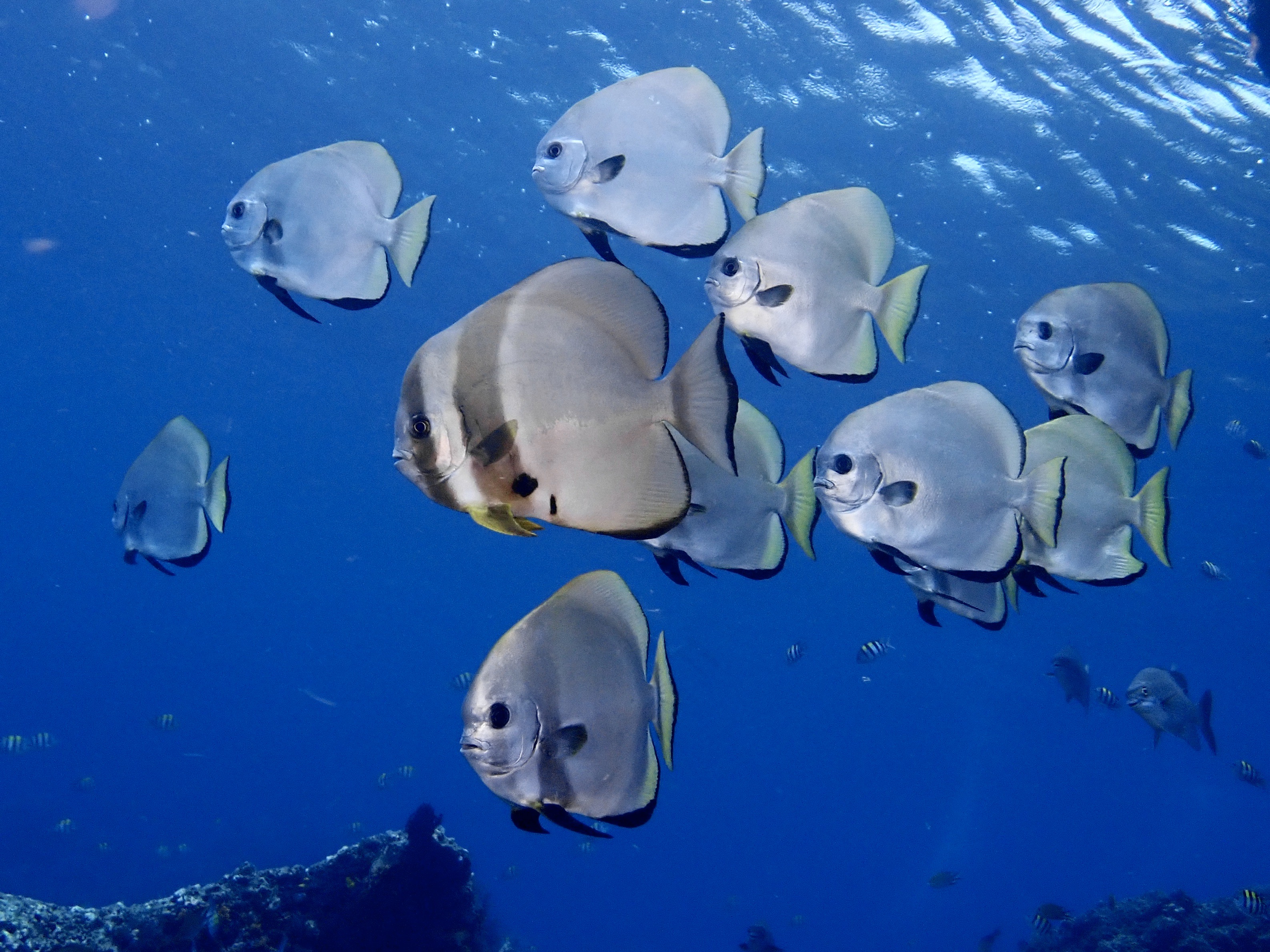 Ocean health