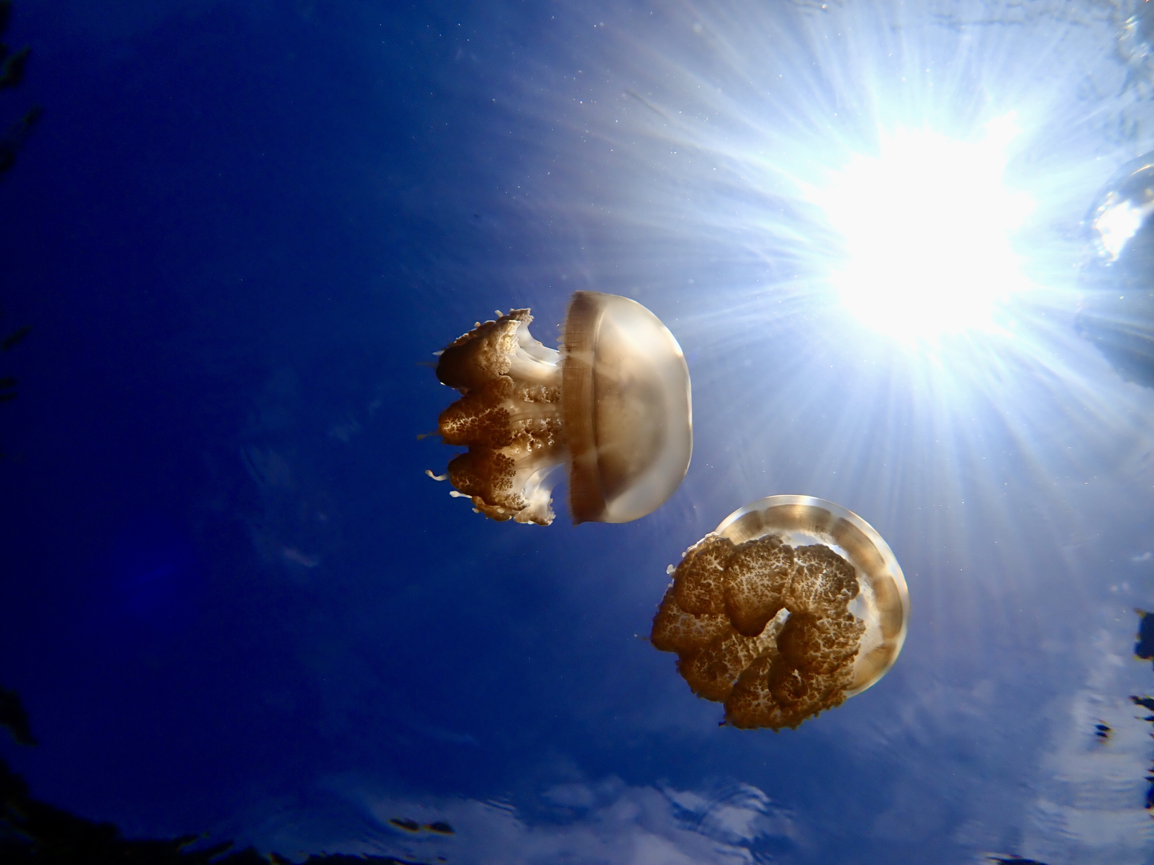 Ocean life