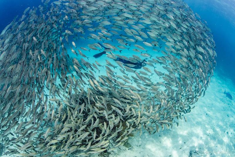 Sustainable aquaculture