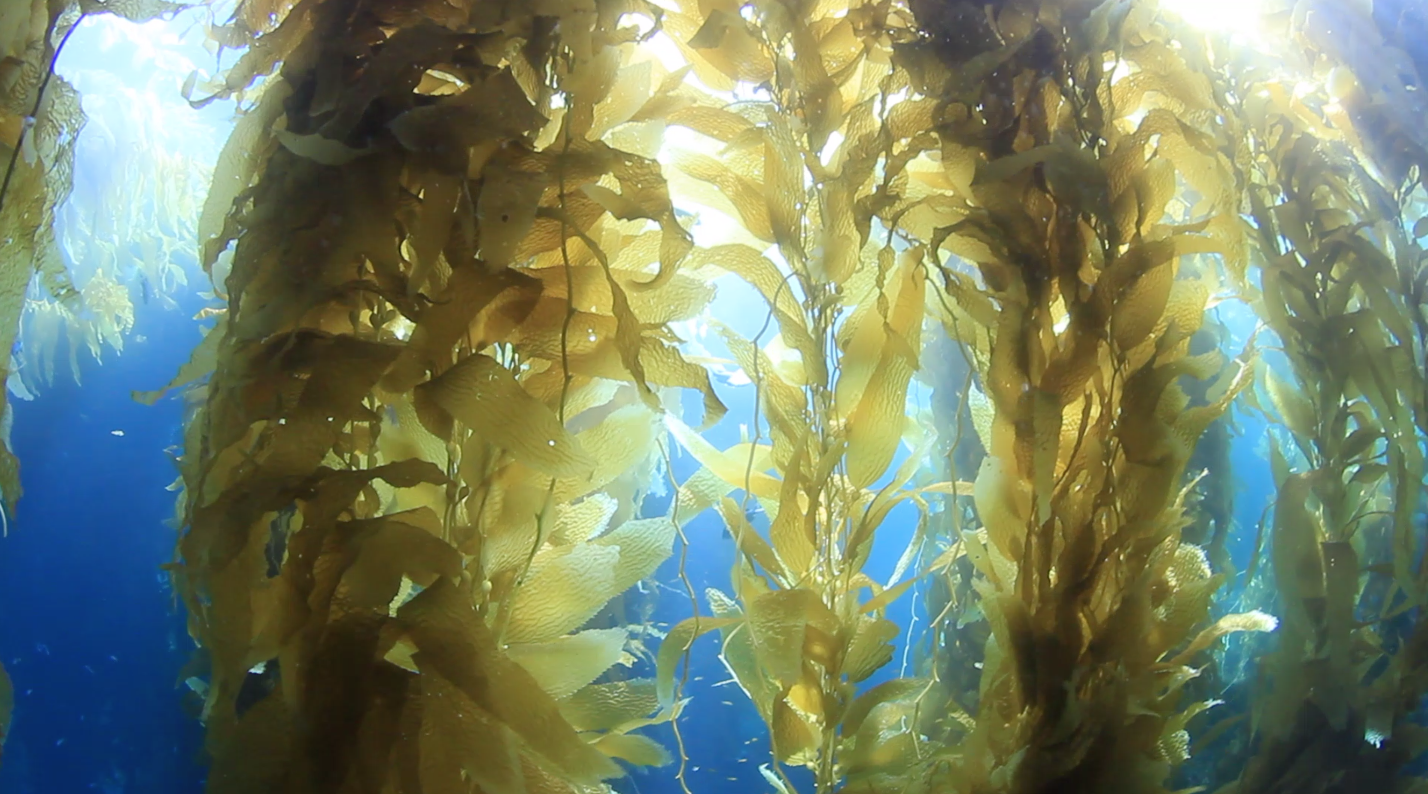 Regenerative nature-based solutions