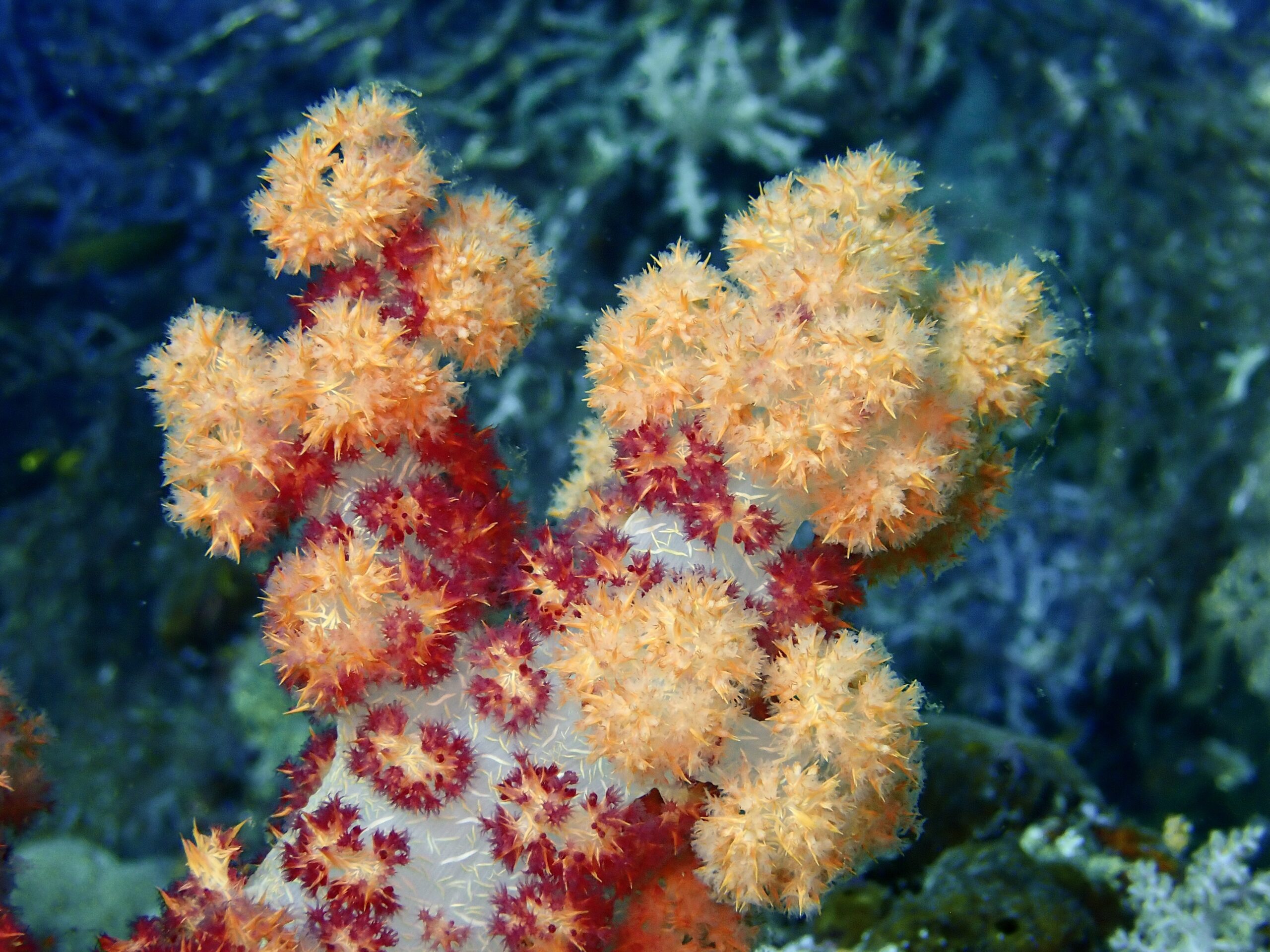 Biodiversity